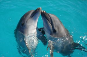 Read more about the article EXPERIENCE OF SWIMMING WITH DOLPHINS IN LOS CABOS