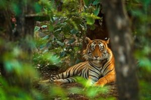 Read more about the article The best places to see tigers in the wild in 2022 – Lonely Planet