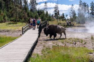 Read more about the article Go beyond Old Faithful with these 9 top things to do in Yellowstone National Park